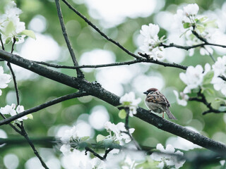【毛坯房餐厅地面空鼓,毛坯地面空鼓有什么后果?】